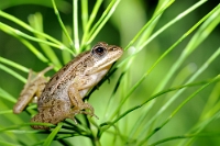 84105 Pelophylax esculentus (Rana verde)